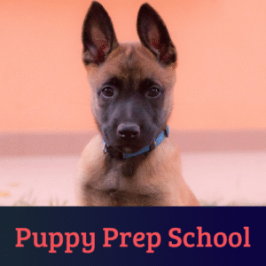 Text reads, Puppy Prep School. Image is a Malinois puppy looking in the camera.